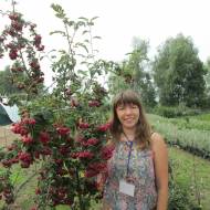 Саженец Рябина Ликерная (привитая) в контейнере